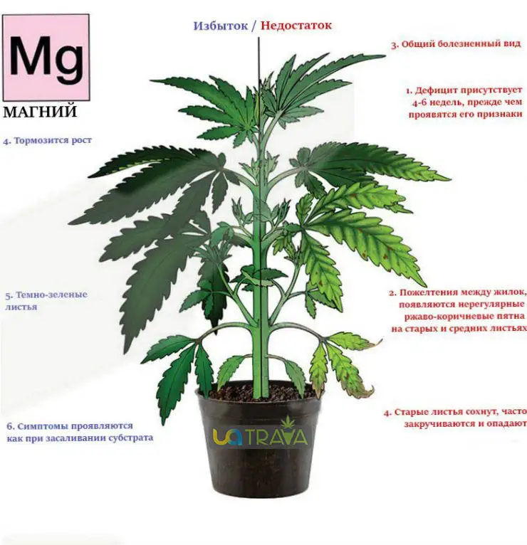 Почему сохнет конопля высокие растения марихуаны